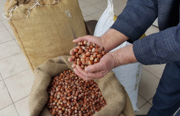 Fındık Fiyatları yeniden yükselişemi geçti ?