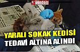 YARALI SOKAK KEDİSİ TEDAVİ ALTINA ALINDI