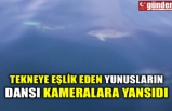 TEKNEYE EŞLİK EDEN YUNUSLARIN DANSI KAMERALARA YANSIDI