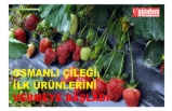 OSMANLI ÇİLEĞİ, İLK ÜRÜNLERİNİ VERMEYE BAŞLADI