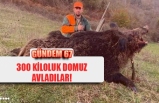 300 KİLOLUK DOMUZ AVLANDI!