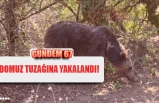 DOMUZ TUZAĞINA YAKALANAN AYI KURTARILDI