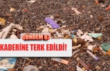 KADERİNE TERK EDİLDİ!