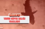 YAVRU KÖPEK BALIĞI YAKALADI!