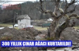 300 YILLIK ÇINAR AĞACI KURTARILDI!