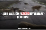 81 İL VALİLİĞİNE SOKAK HAYVANLARI GENELGESİ!