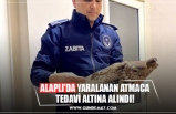 ALAPLI’DA YARALANAN ATMACA TEDAVİ ALTINA ALINDI!