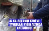 ANNE KEDİ VE YAVRULARI AZ KALSIN YIĞIN ALTINDA KALIYORDU!