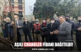 AŞILI CHANDLER FİDANI DAĞITILDI!