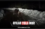 AYILAR YOLA İNDİ!