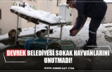 DEVREK BELEDİYESİ SOKAK HAYVANLARINI UNUTMADI!