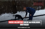 EREĞLİ BELEDİYESİ SOKAK HAYVANLARINI UNUTMADI!