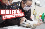 KEDİLERİN KORONAVİRÜSÜ!