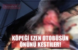 KÖPEĞİ EZEN OTOBÜSÜN ÖNÜNÜ KESTİLER!