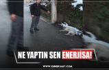 NE YAPTIN SEN ENERJİSA!