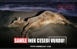 SAHİLE İNEK CESEDİ VURDU!