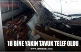 18 BİNE YAKIN TAVUK TELEF OLDU