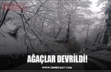 AĞAÇLAR DEVRİLDİ!