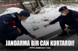 JANDARMA BİR CAN KURTARDI!