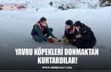 YAVRU KÖPEKLERİ DONMAKTAN  KURTARDILAR!