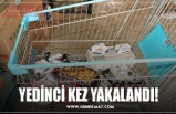 YEDİNCİ KEZ YAKALANDI!