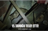 15 TAVUĞU TELEF ETTİ!