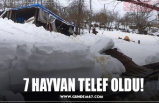 7 HAYVAN TELEF OLDU!