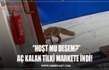 AÇ KALAN TİLKİ MARKETE İNDİ!