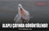 ALAPLI ÇAYINDA GÖRÜNTÜLENDİ!