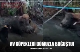 AV KÖPEKLERİ DOMUZLA BOĞUŞTU!