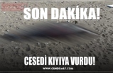 CESEDİ KIYIYA VURDU!