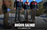 DOĞAYA SALINDI