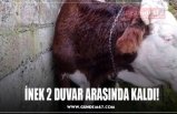 İNEK 2 DUVAR ARASINDA KALDI!