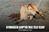 OTOMOBİLİN ÇARPTIĞI İNEK TELEF OLDU!