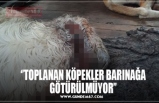 ‘’TOPLANAN KÖPEKLER BARINAĞA GÖTÜRÜLMÜYOR’’