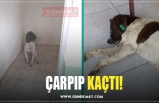 ÇARPIP KAÇTI!