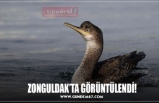 ZONGULDAK’TA GÖRÜNTÜLENDİ!