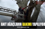 ANIT AĞAÇLARIN BAKIMI YAPILIYOR