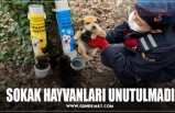 SOKAK HAYVANLARI UNUTULMADI