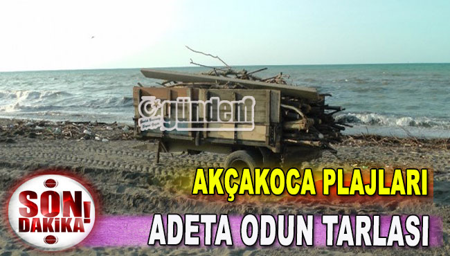 Akçakoca Plajları Adeta Odun Tarlası