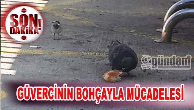 Güvercinin bohçayla mücadelesi