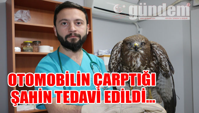 Otomobilin çarptığı şahin tedavi edildi...