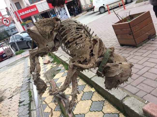 Asansör çukurunda bulunan köpek iskeleti görenleri şaşırttı