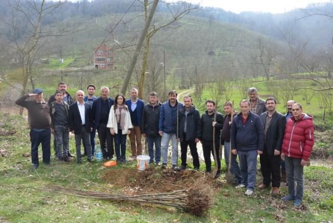 Gümüşova'da kestane dikimi gerçekleştirildi