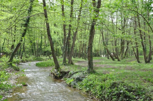 Ormanlık alanda kaçak kesim