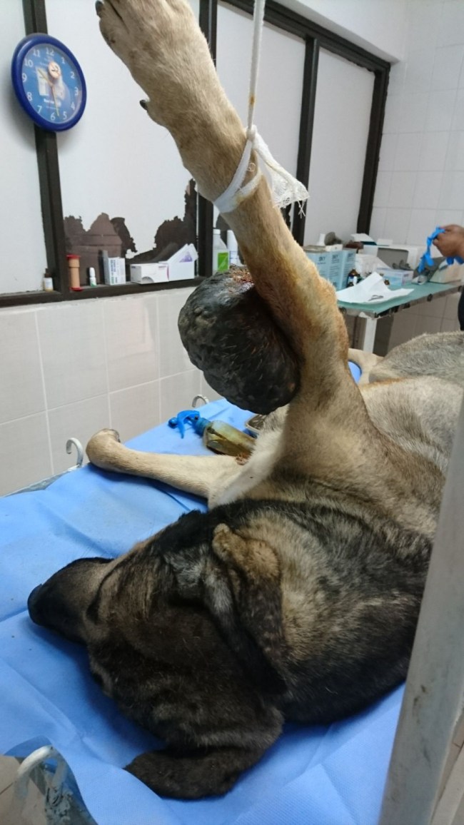 Köpeğin ayağından 1,5 kilogram tümör çıkarıldı