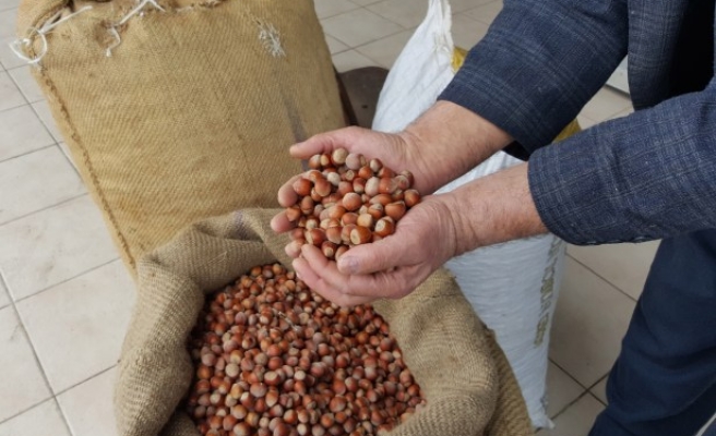 Fındık Fiyatları yeniden yükselişemi geçti ?