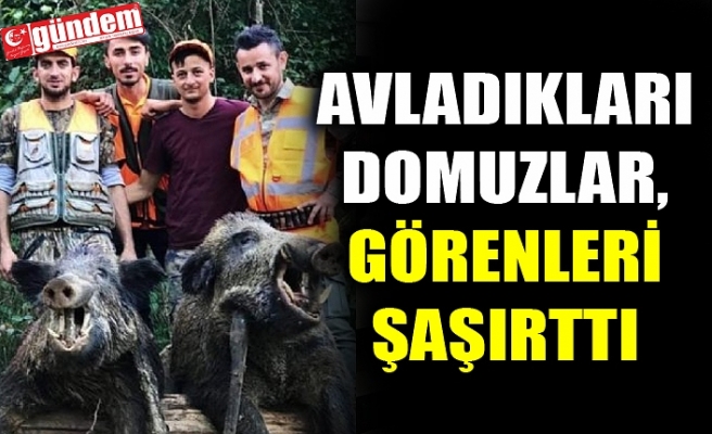 AVLADIKLARI DOMUZLAR, GÖRENLERİ ŞAŞIRTTI