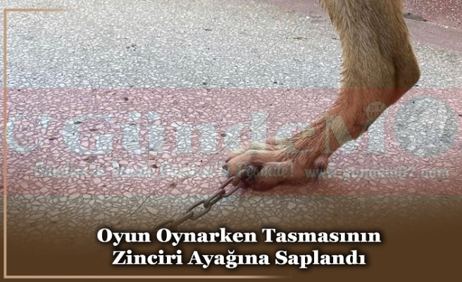 Oyun Oynarken Tasmasının Zinciri Ayağına Saplandı