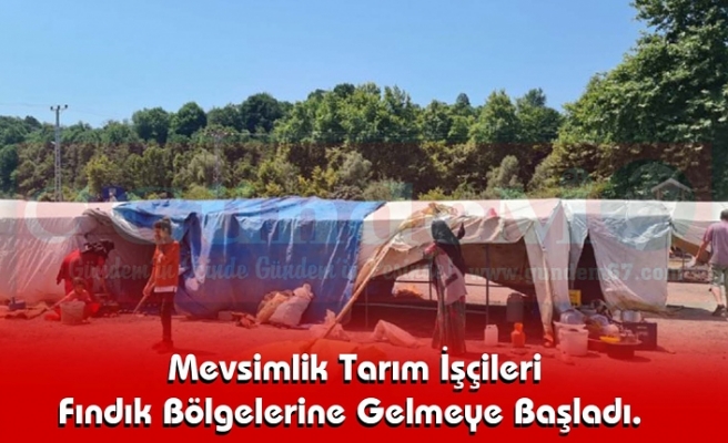 Mevsimlik Tarım İşçileri Fındık Bölgelerine Gelmeye Başladı.